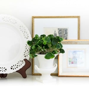 Plant A Shamrock | On Sutton Place