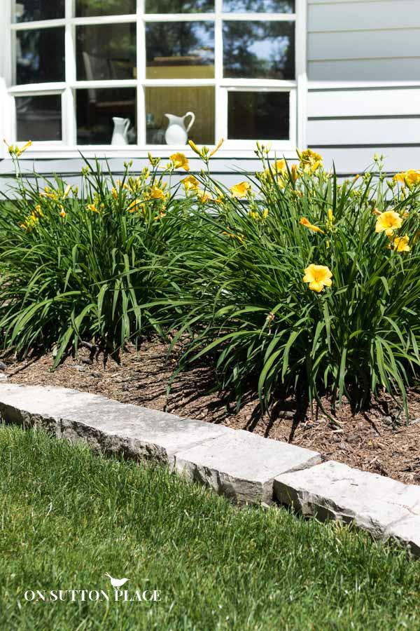 Daylilies: The best hardy perennial flowers for your garden landscaping. These plants are easy to grow, low-maintenance and beautiful!