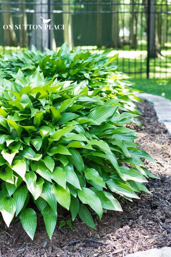 Hostas: The best hardy perennial flowers for your garden landscaping. These plants are easy to grow, low-maintenance and beautiful!