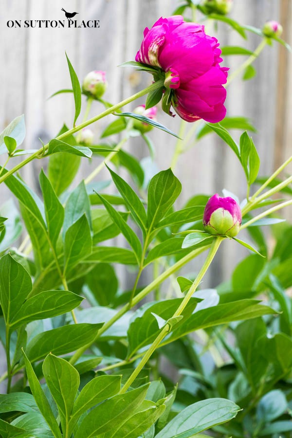 Hardy Plants | The DIY Gardener's Guide Part 2 | On Sutton Place