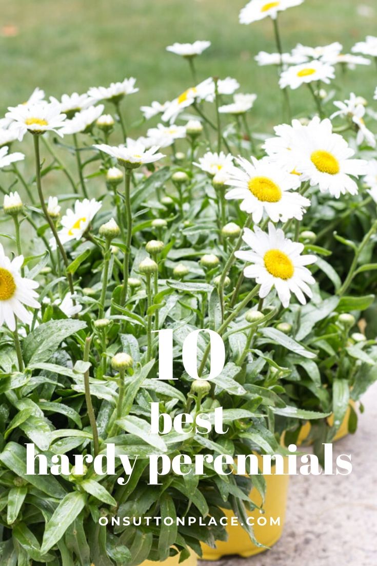 10 Best Hardy Perennial Flowers On Sutton Place