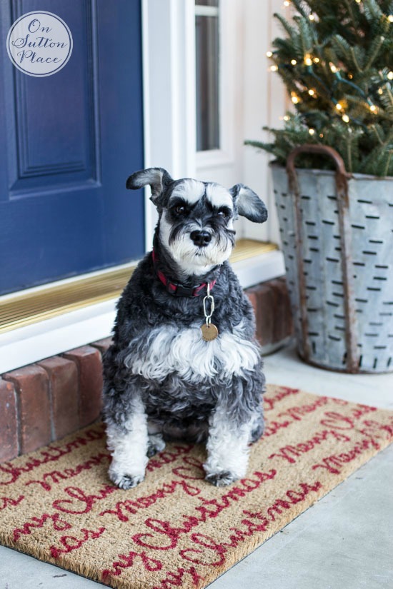 little schnauzer on christmas doormat