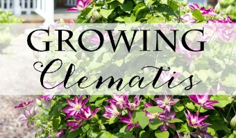 Growing Clematis | Tips and tricks for amazing blooms!