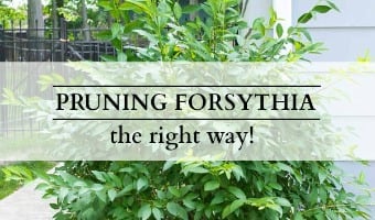 How to Prune Forsythia | On Sutton Place