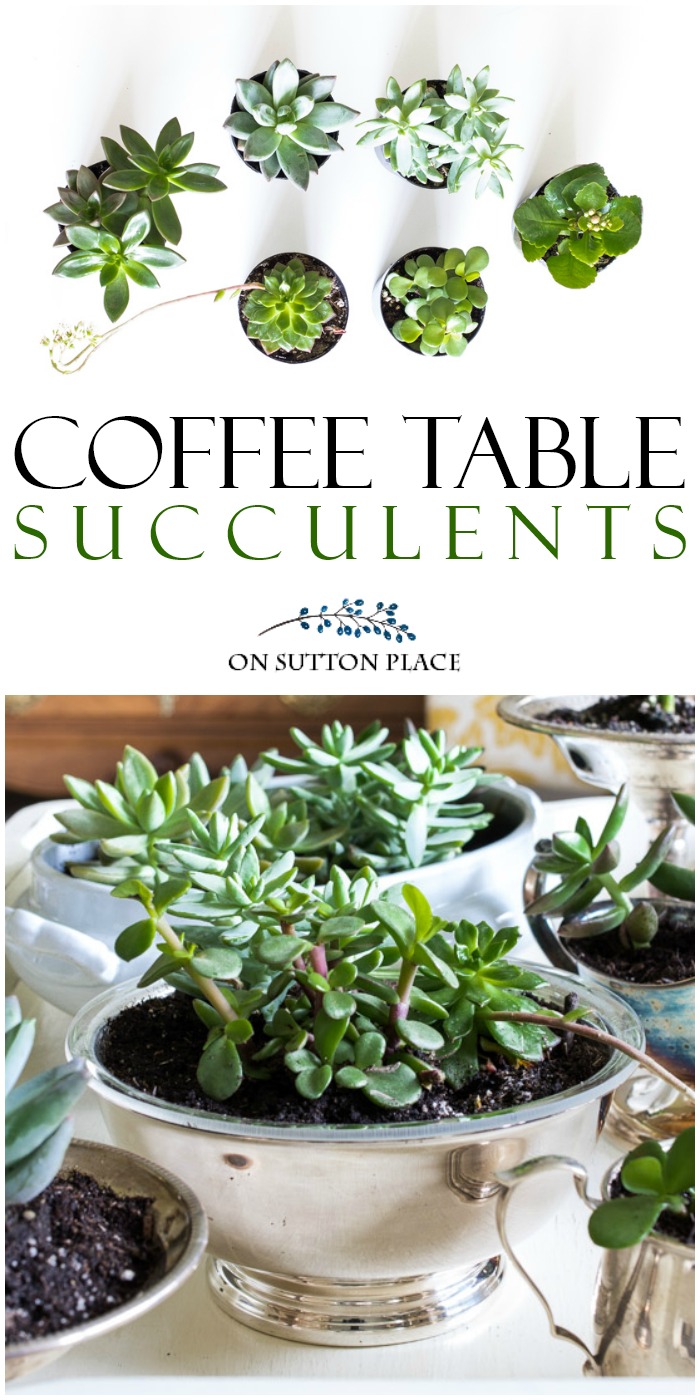 Coffee Table Succulent Garden in Vintage Silver. Shows how to plant succulents in vintage containers for a lovely coffee table display. #succulents #succulentgarden #howtoplantsucculents #vintagesilver