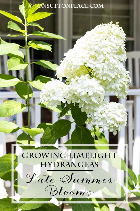 Does Limelight Hydrangea Bloom on Old Wood?