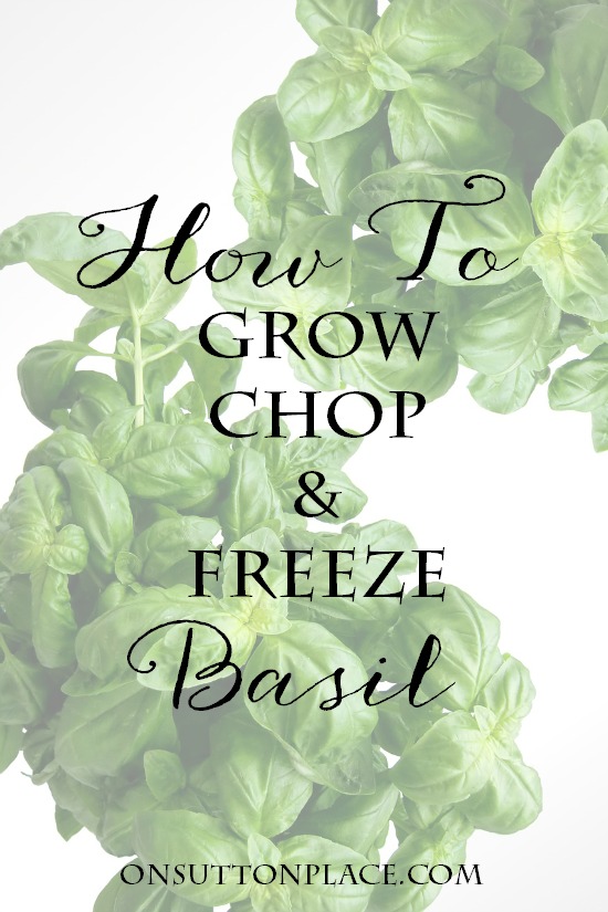 Growing Basil How to Propagate, Chop & Freeze On Sutton Place