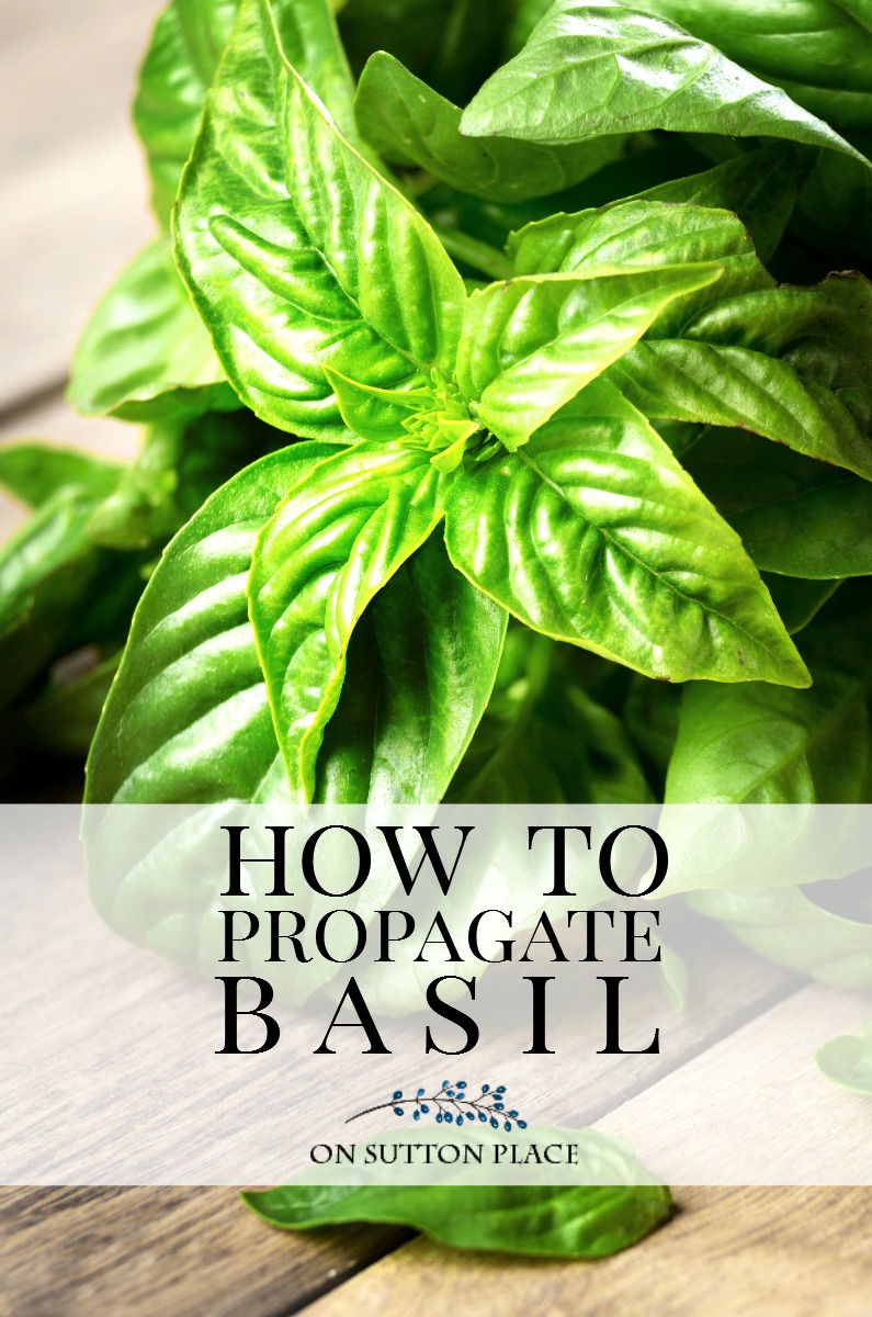 The complete guide to growing basil plus propagating basil, how to chop basil & how to freeze basil. Includes tips and easy ways to get the most out of your basil plants. #basil #basilplant #growingbasil #chopbasil #herb #herbgarden