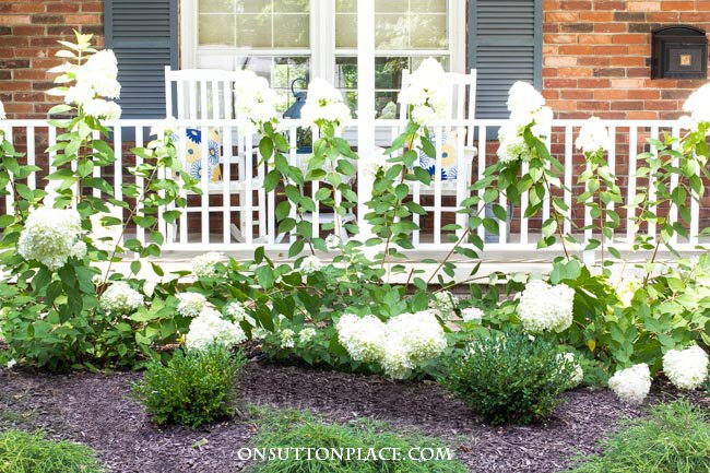 Growing Limelight Hydrangeas | Late Summer | Tips for getting huge blooms in late summer from a DIY gardener.