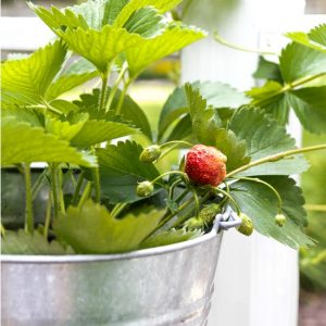 Midsummer Container Herb Garden
