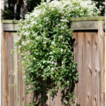 how to grow sweet autumn clematis pin with text