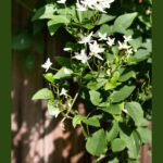 sweet autumn clematis growing tips bordered pin