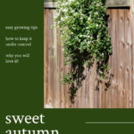 sweet autumn clematis growing tips pin