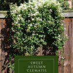 sweet autumn clematis how to grow pin with text box