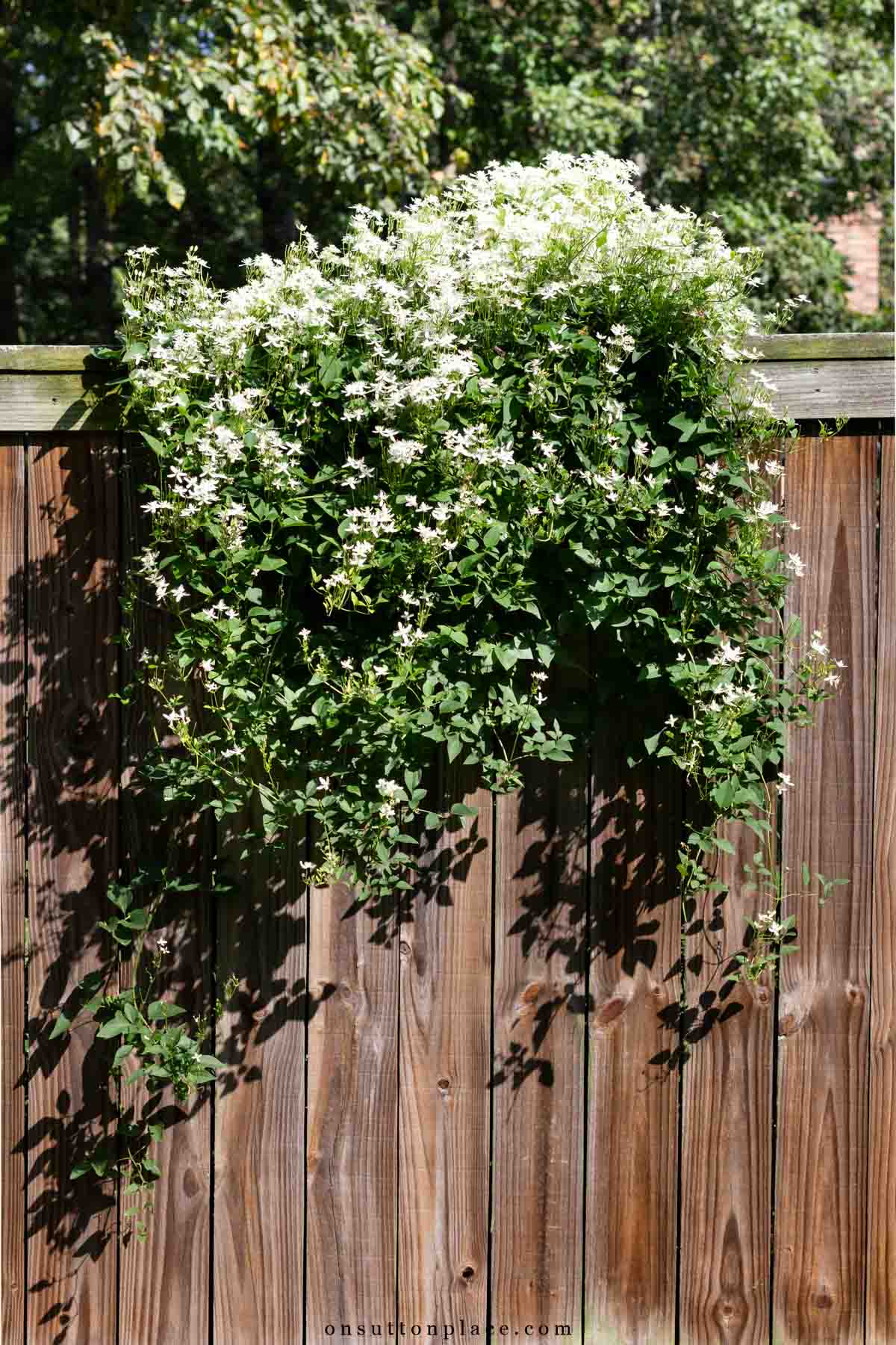 sweet autumn clematis white blooms on fence