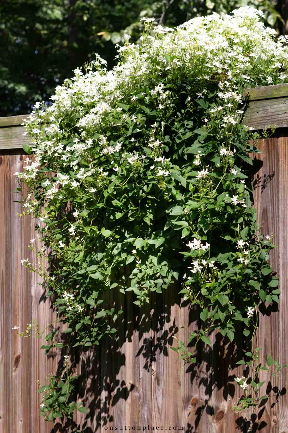 sweet autumn clematis with white blooms on wood fence