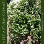tips for growing sweet autumn clematis pin with side text