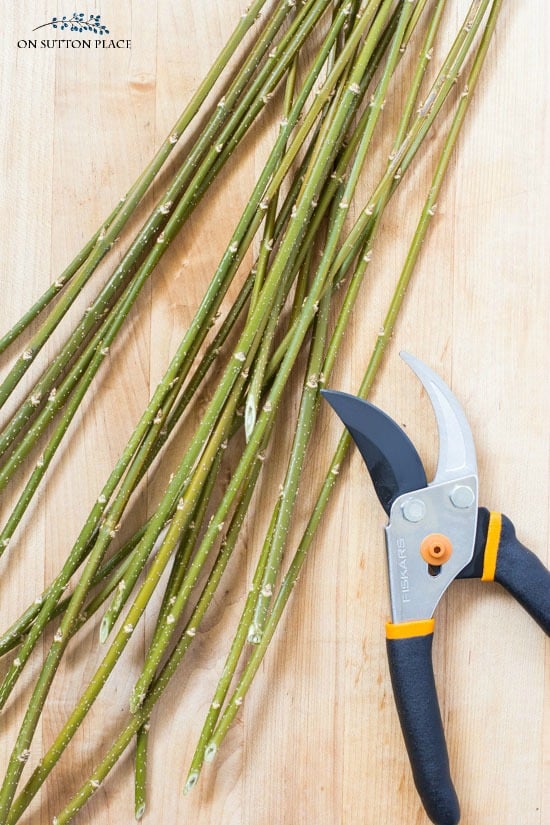 Forsythia branches & bypass pruners. An easy-to-follow garden pruning guide for basic plant and shrub categories that is perfect for the beginner gardener!