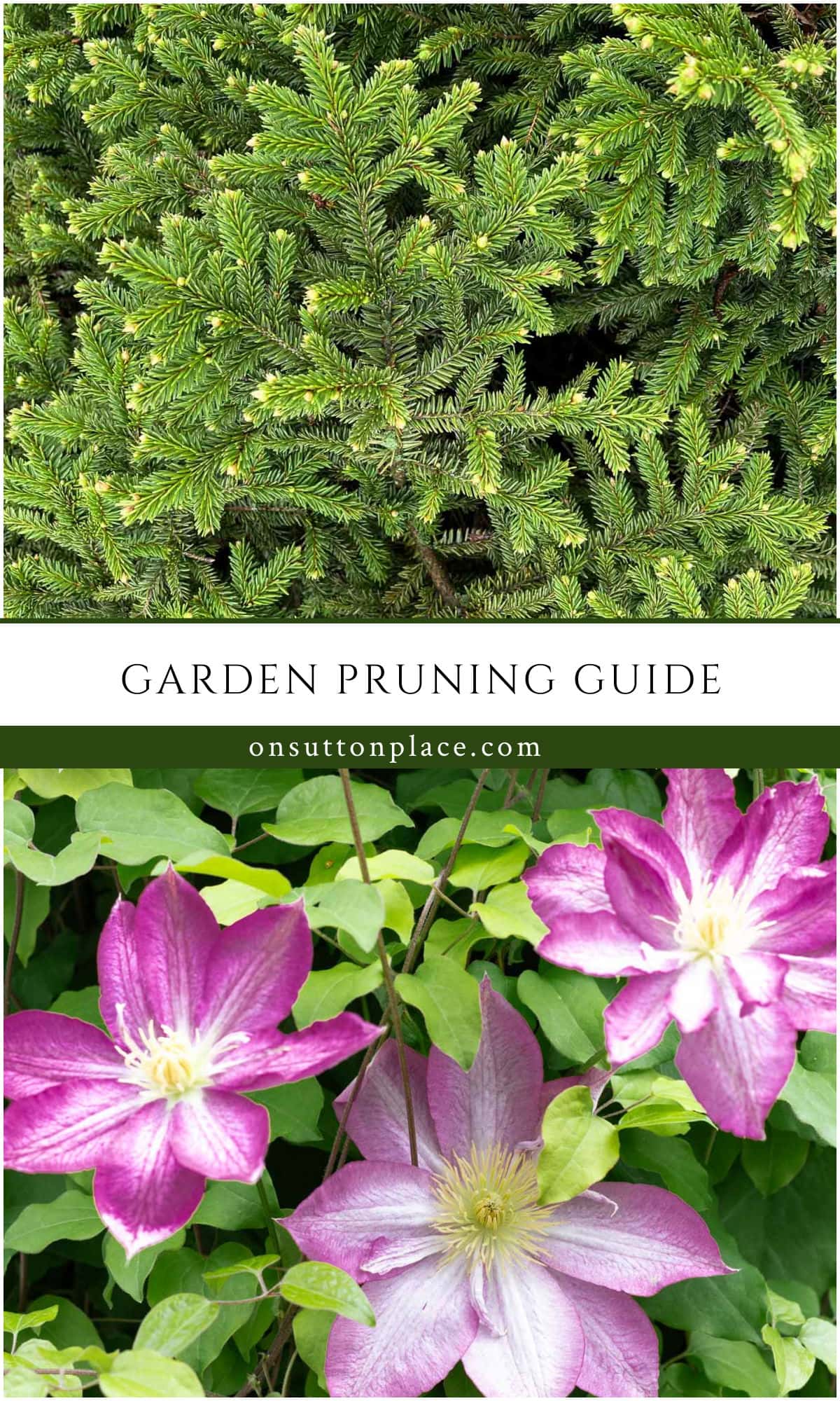 Garden Pruning Guide: What to Prune & When - On Sutton Place