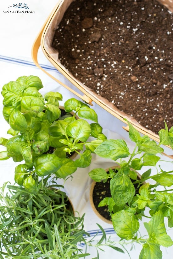 Bring the outdoors in by making this fresh kitchen herb garden basket. An easy way to have your favorite herbs right there while you're cooking!