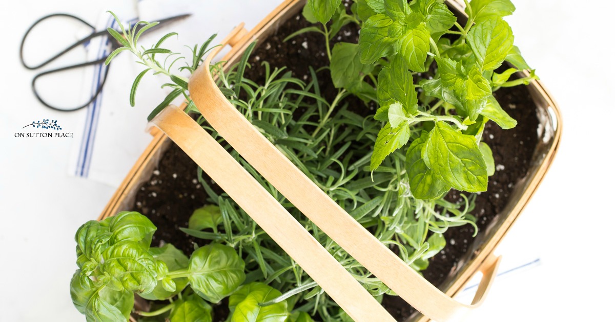 Fresh Kitchen Herb Garden Basket On Sutton Place
