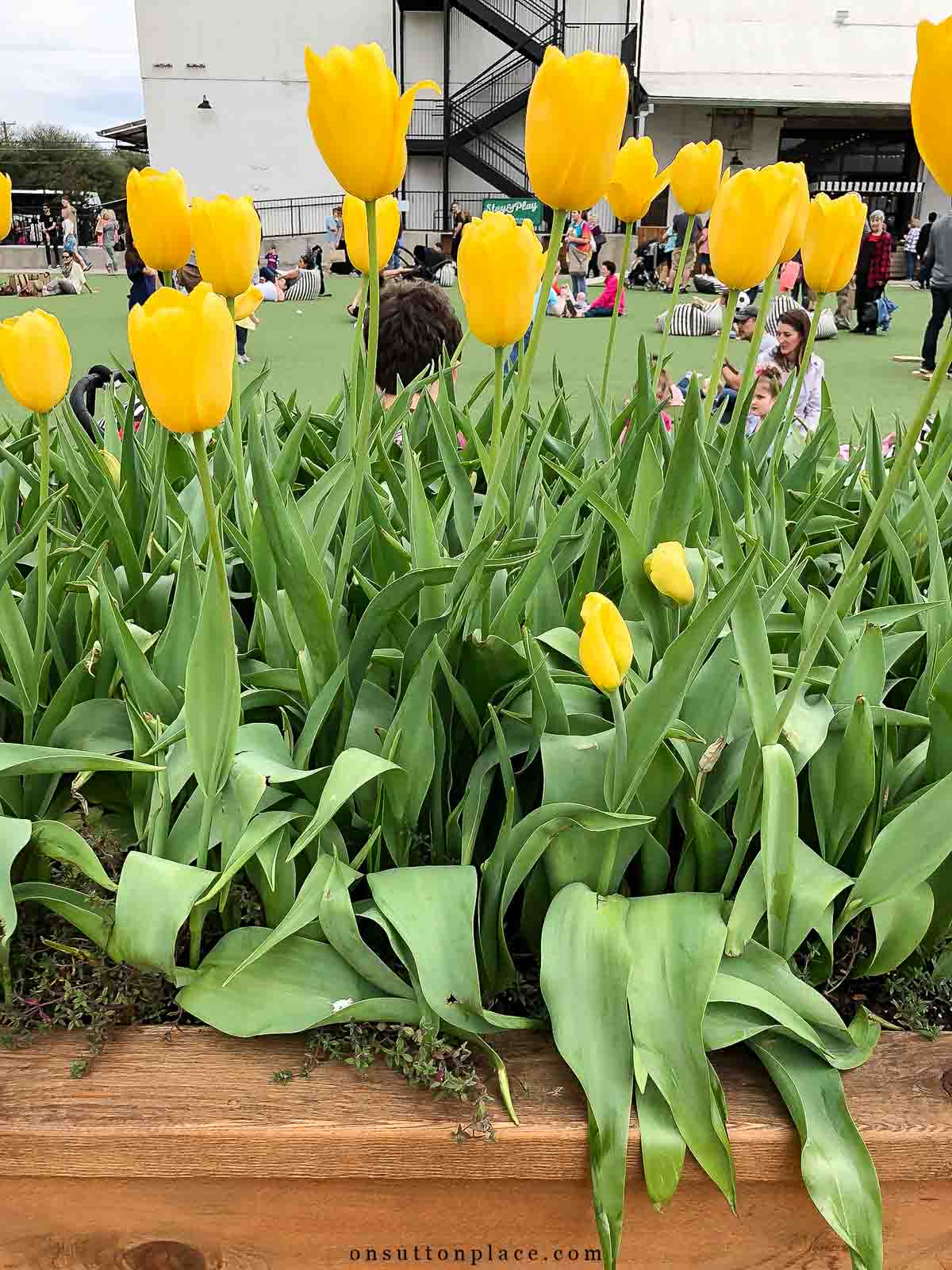 magnolia market tips yellow tulips
