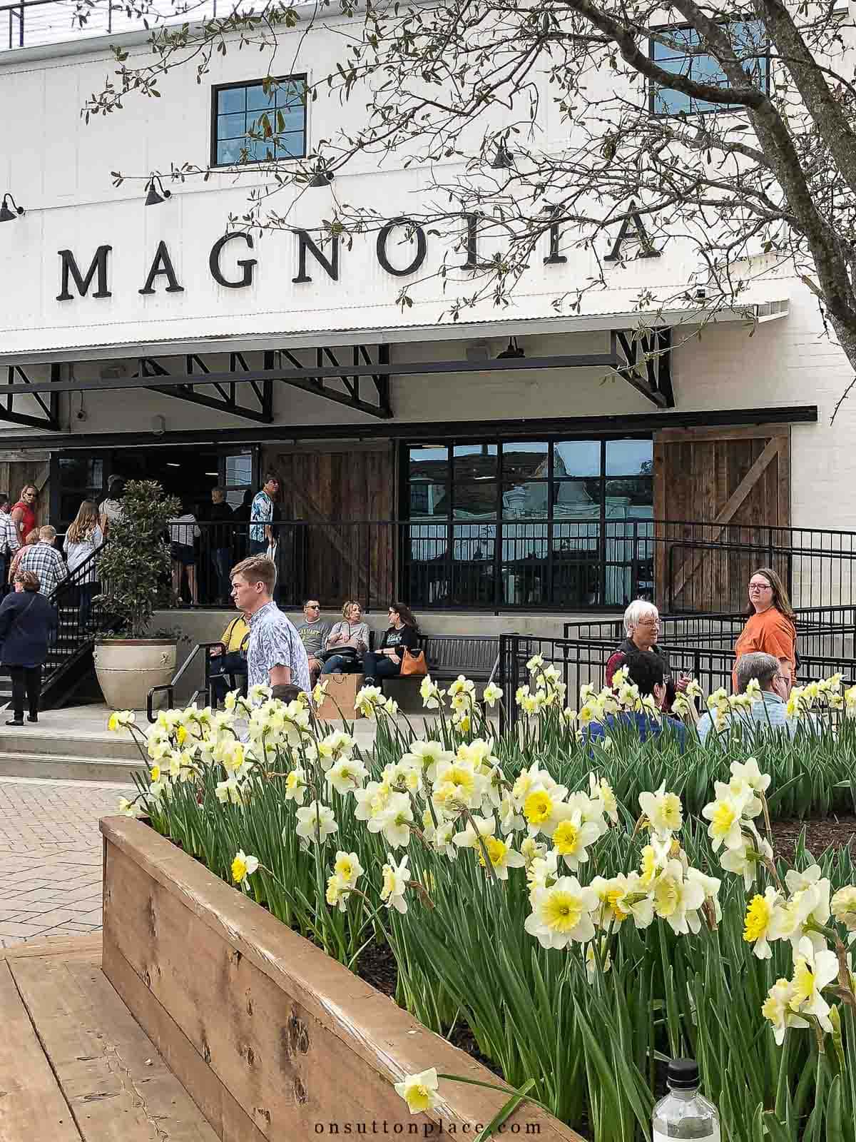 magnolia market with tulips