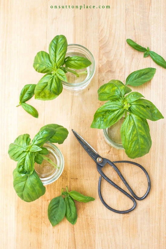 The complete guide to growing basil plus propagating basil, how to chop basil & how to freeze basil. Includes tips and easy ways to get the most out of your basil plants. #basil #basilplant #growingbasil #chopbasil #herb #herbgarden basil cuttings in jars with water 2020