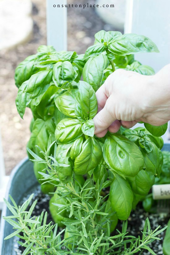 How To Grow Basil On Sutton Place How To Grow Basil On Sutton Place