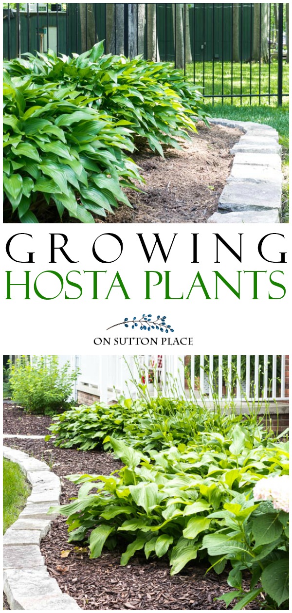 Tips for hostas care, transplanting hostas, hosta varieties and more. One of the most popular shade-loving perennials, hostas are super easy to grow! #hostacare #perennial #gardens #gardenideas #gardening tips