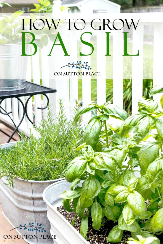 Growing Basil: How to Propagate, Chop & Freeze - On Sutton Place Growing Basil: How to Propagate, Chop & Freeze - On Sutton Place