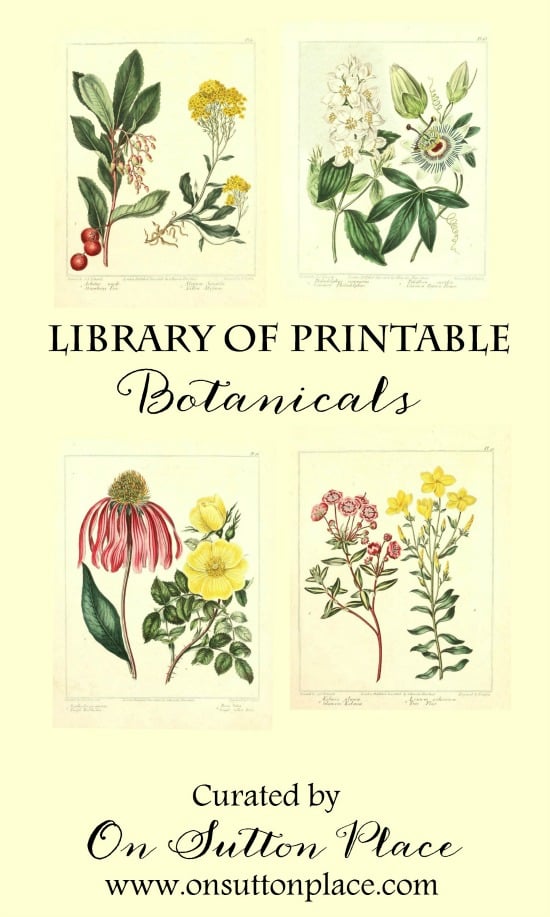 Library of Free Printable Botanicals | Stretch your decorating budget by using this library of free printable botanicals to make your own DIY wall art!