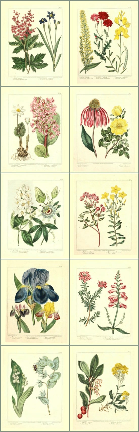 Library of Free Printable Botanicals - On Sutton Place