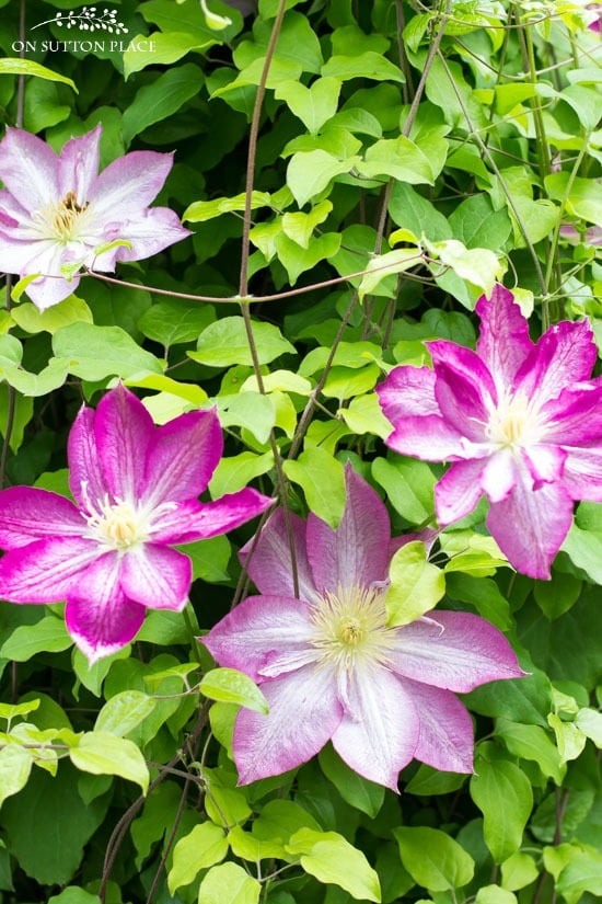 pink clematis flower clematis vine
