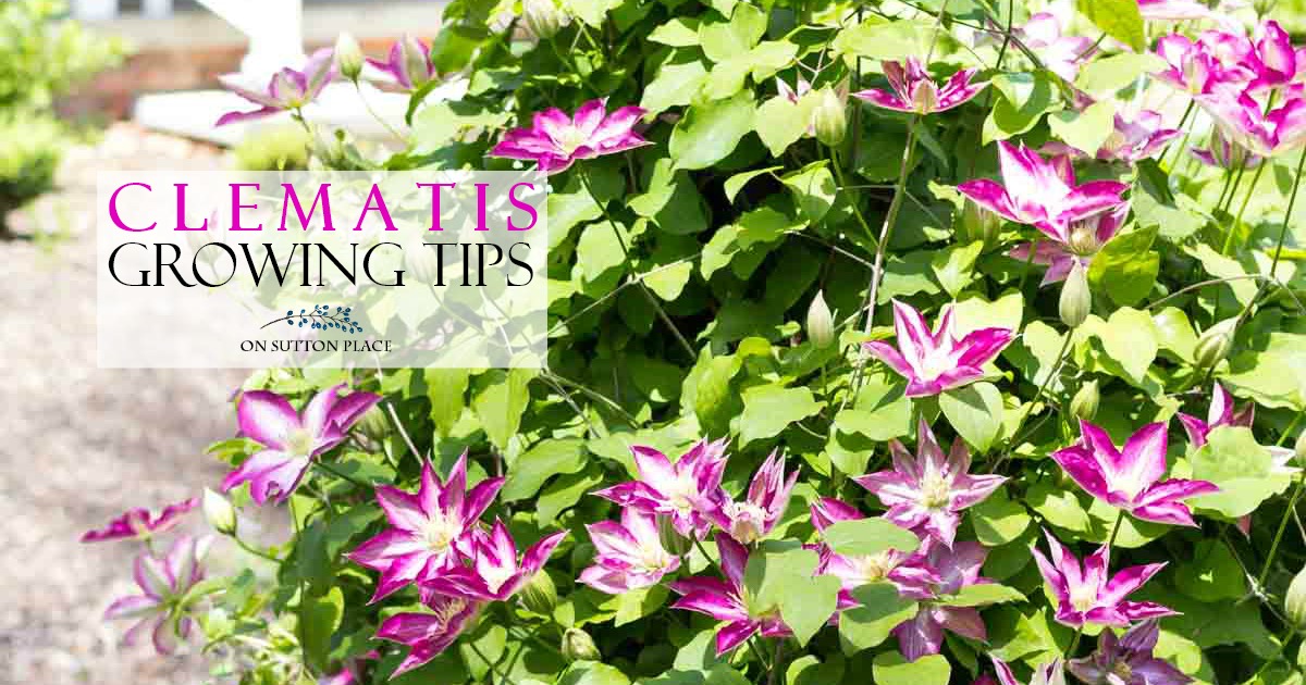 Clematis Vine Growing Tips & Care On Sutton Place