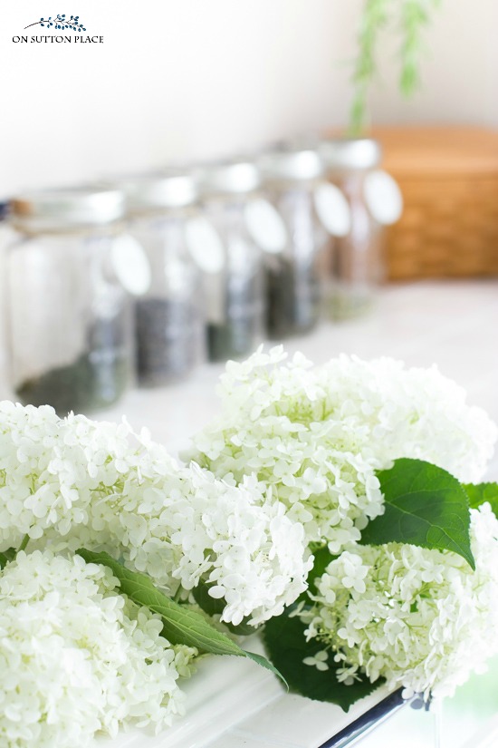 annabelle hydrangeas in kitchen sink