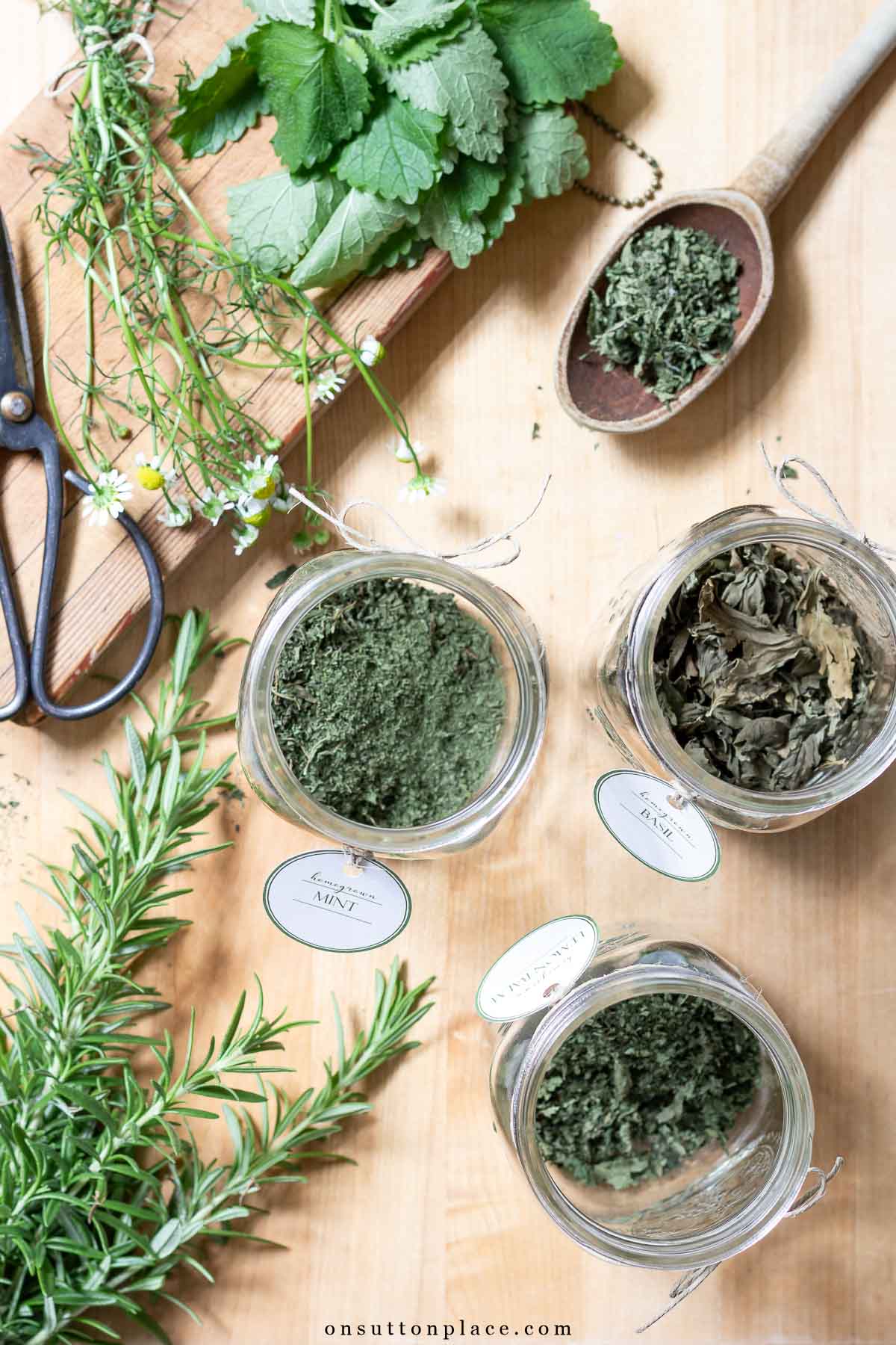 dried herbs in jars 2025