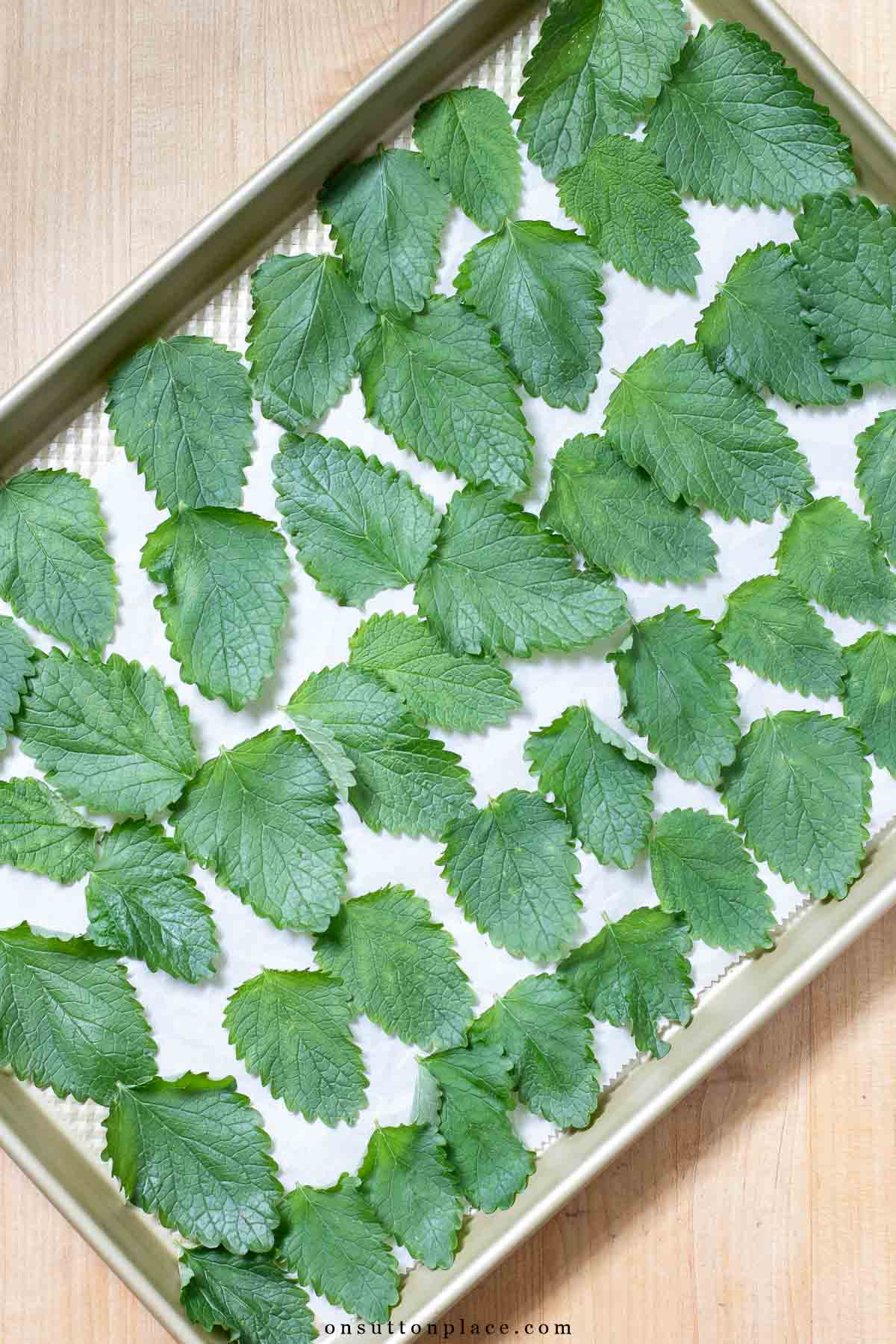 drying herbs in the oven lemon balm leaves on baking sheet 2025