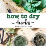 how to dry herbs tall collage pin