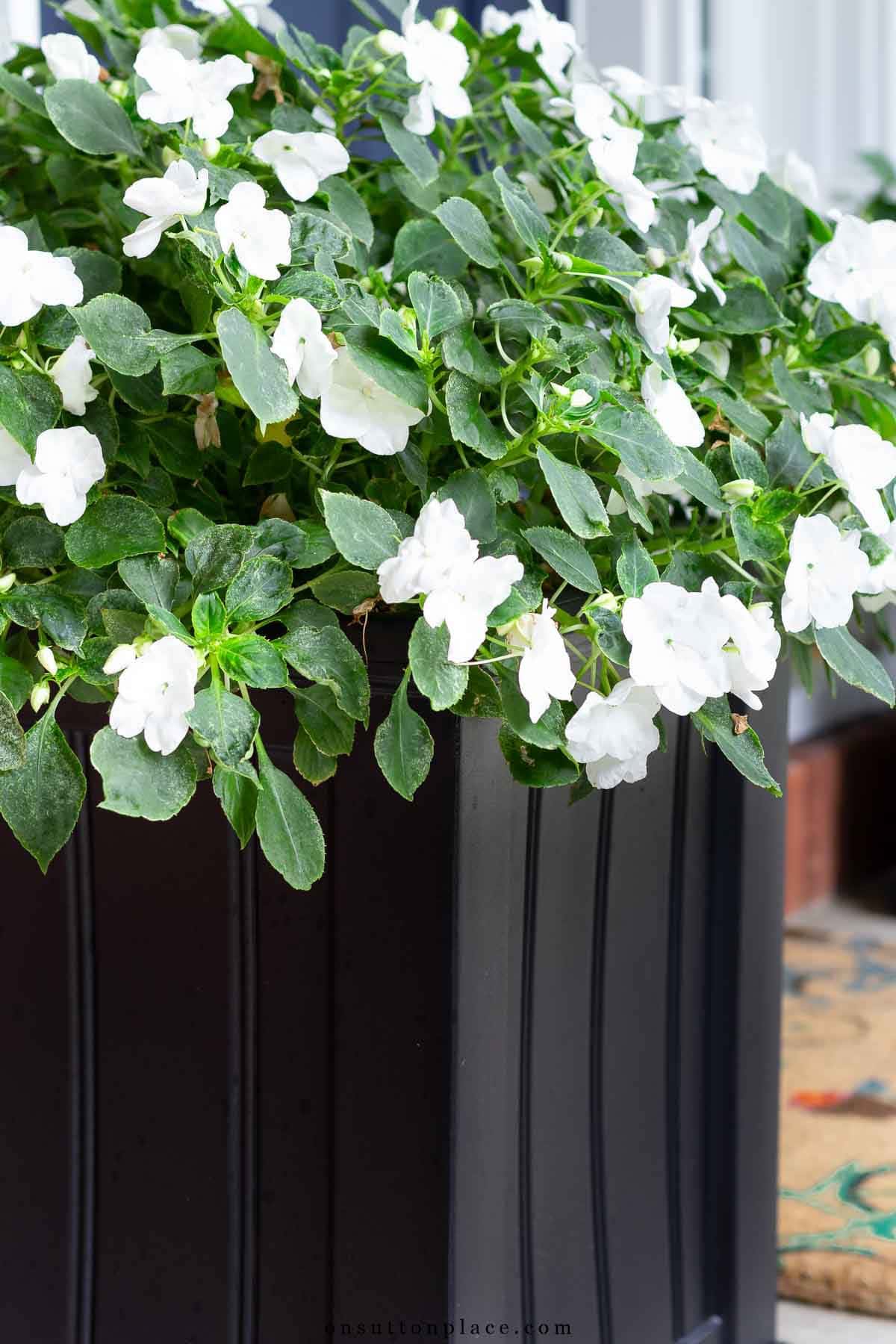 summer flower planter idea with impatiens