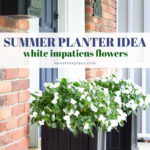 summer planter idea white impatiens flowers