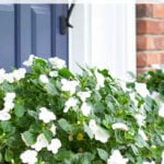 white impatiens planter ideas easy summer containers pin
