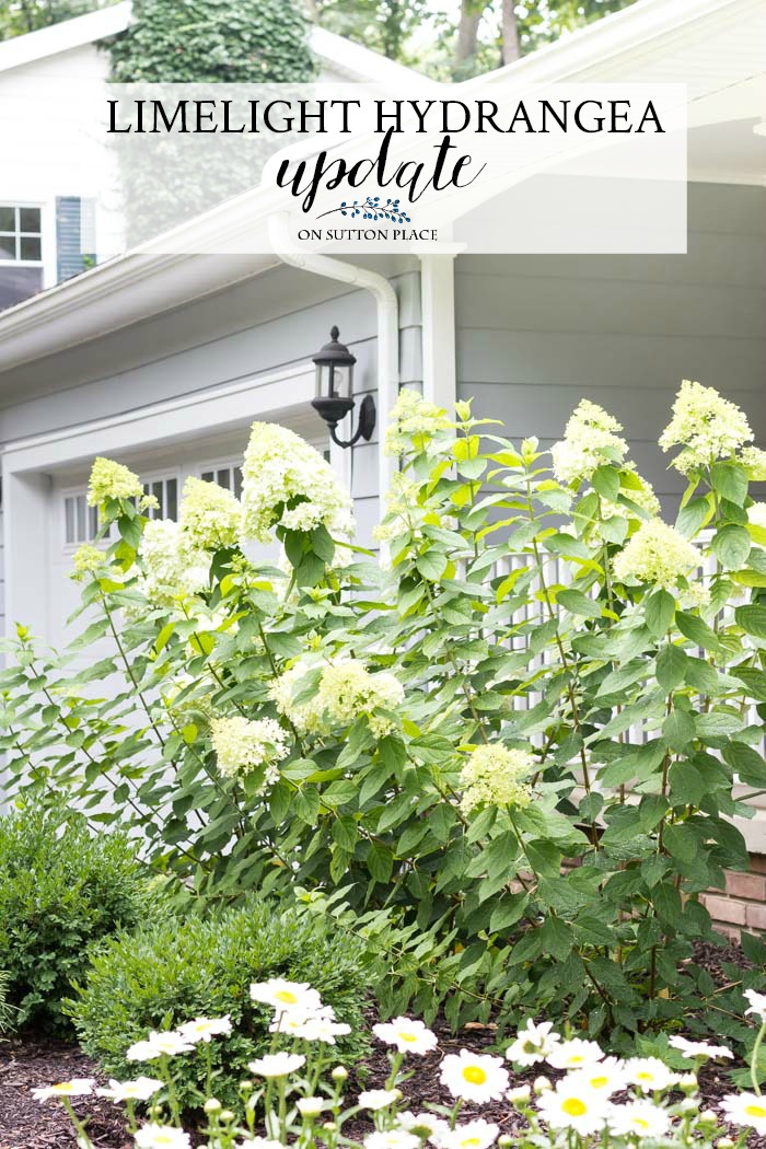 Limelight Hydrangea Care Update: hard pruning information and easy tips for growing enormous limelight hydrangea flowers. #flowers #hydrangea #limelighthydrangea #garden #gardenideas #centerpiece
