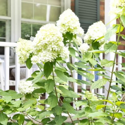 Limelight Hydrangea Care: A Late Summer Update