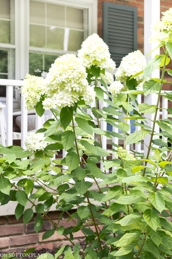 Blue White Flower Garden Ideas On Sutton Place
