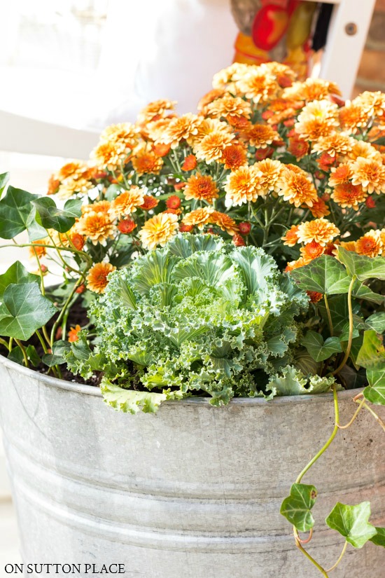 copper mums and kale in galvanized metal bucket