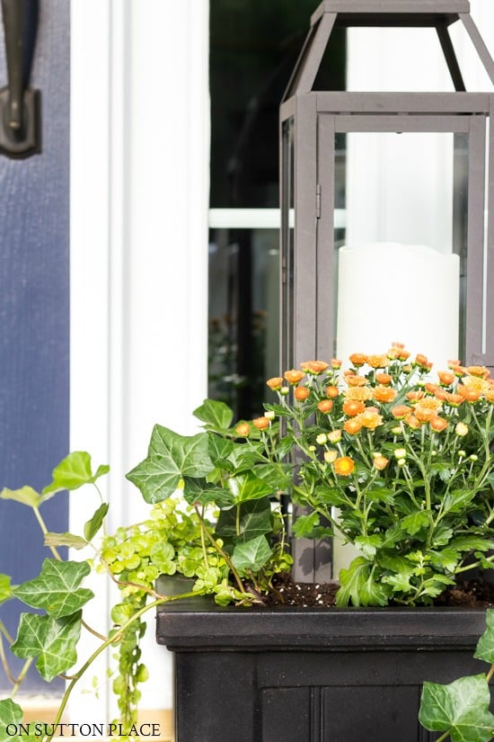 Easy fall planter idea using lanterns, copper mums, ivy, and Creeping Jenny. This planter idea is super simple and quick to assemble! planter box with mums ivy lantern