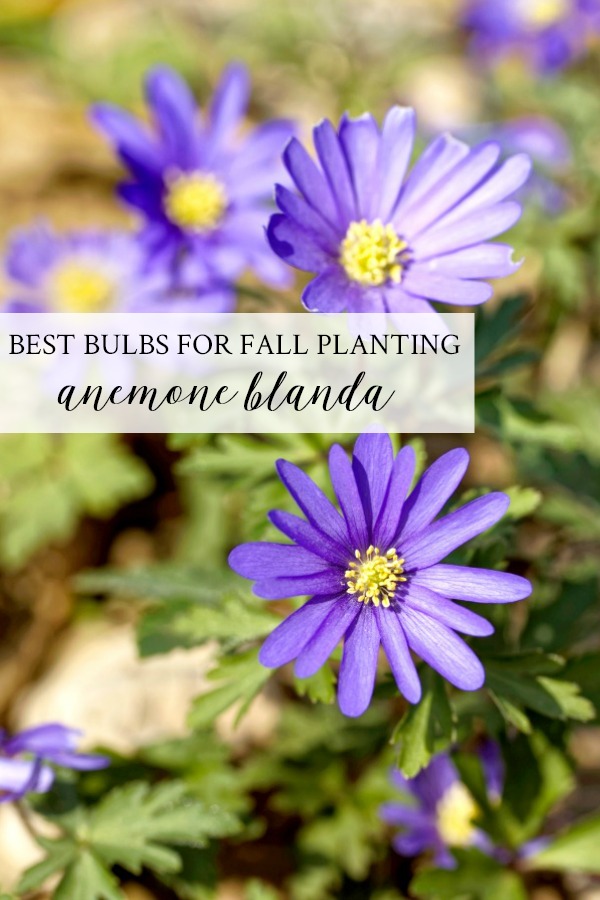 5 Best Bulbs for Fall Planting Spring & Summer Blooms On Sutton Place