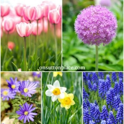 5 Best Bulbs for Fall Planting: Spring & Summer Blooms