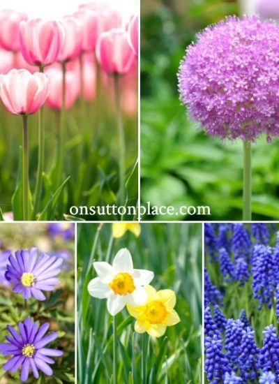 Best Bulbs for Fall Planting: 5 favorites to plant in the fall months for spring and summer blooms. Includes tips and advice from a DIY gardener.